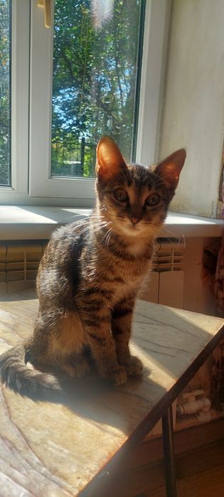 Котята 4 месяца.
