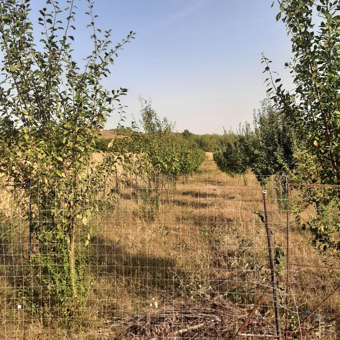Vind livadă pomi fructiferi