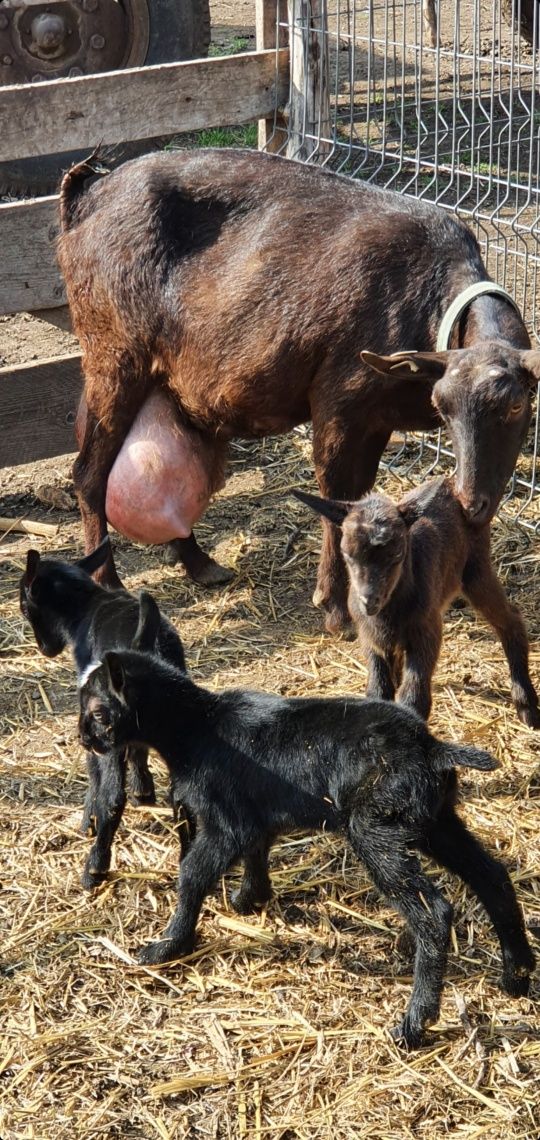 Țapi de 2 luni  murciano granadina