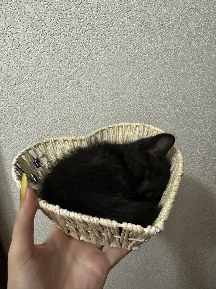 Ласковая ,игривая девочка 2 месяца