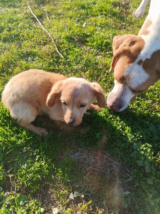 Търси  дом БЕЗПЛАТНО порода любов