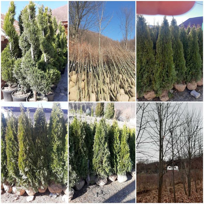 Vând mesteacăn, platan, catalpa, brazi, stejar