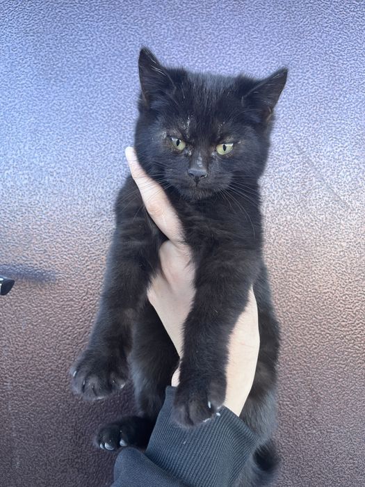 Срочно отдам котёнка (девочка) в добрые руки!