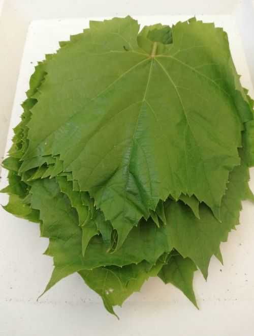 Домашни лозови листа