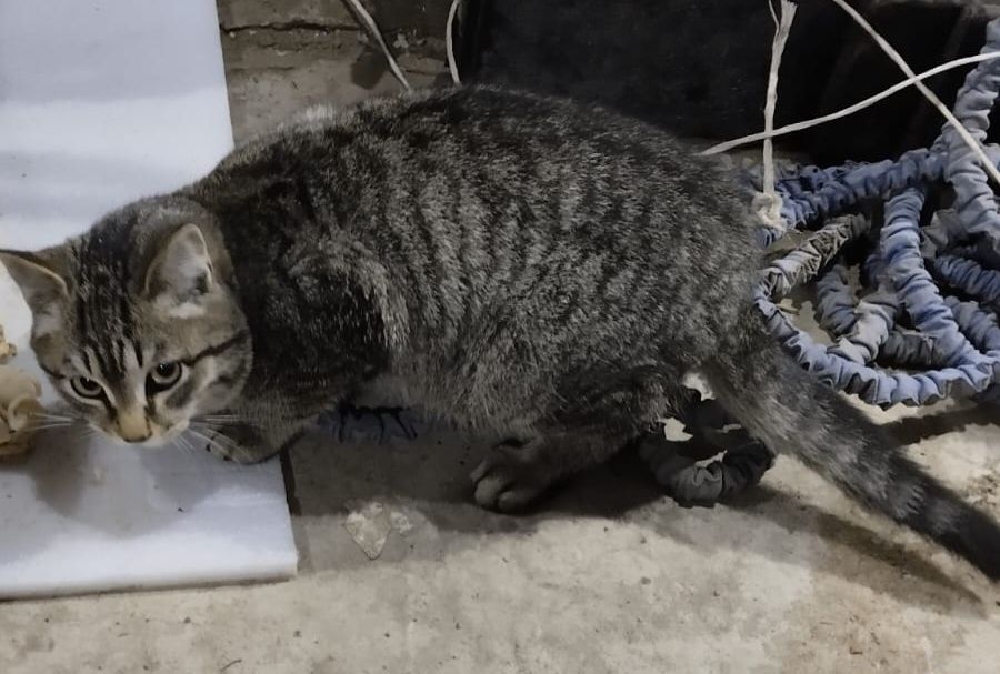 Отдам кота в хорошие ДОБРЫЕ руки