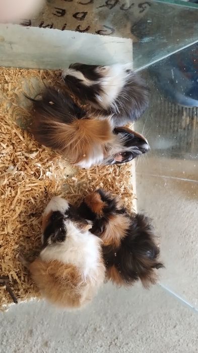 Porcușori de Guineea Pitești