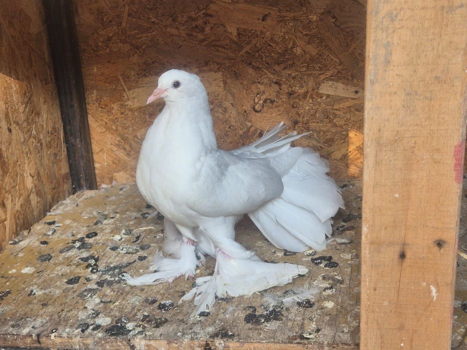 Porumbei albi pentru nunti