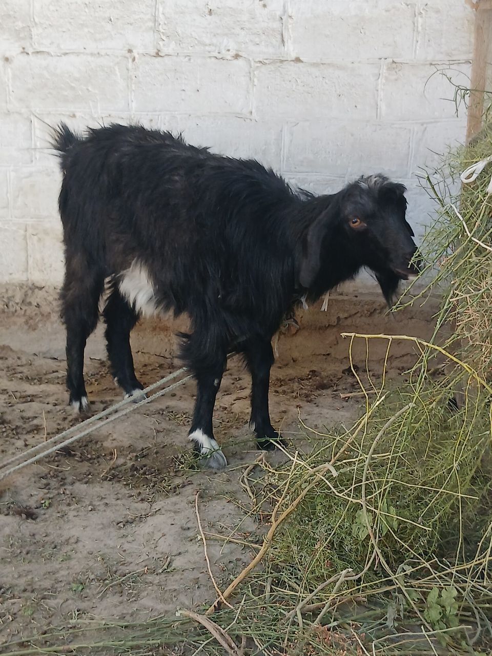 Echki sotiladi urgʻochi