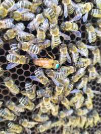 Mătci albine Buckfast F1 împerecheate - 2024