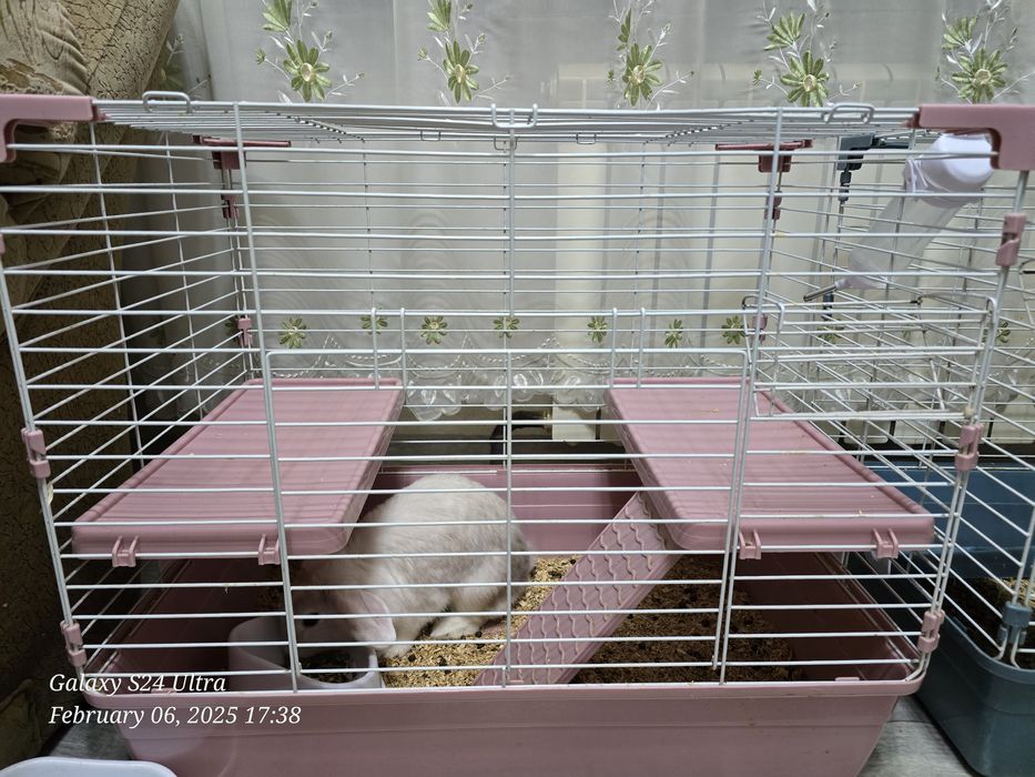 Продам декоративных кроликов с клетками.