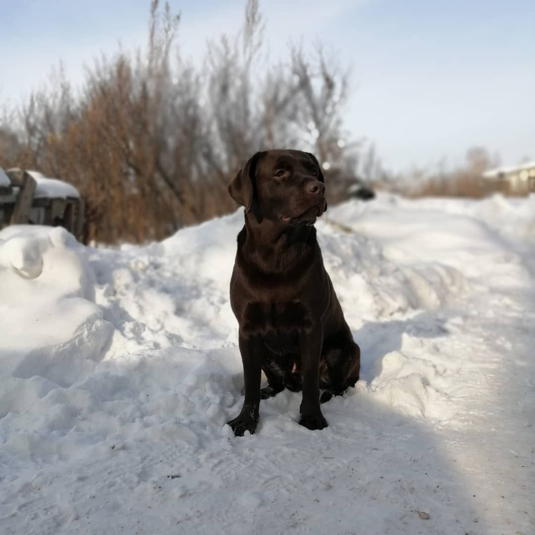 Предлогается кобель