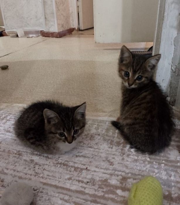 Отдам котят бесплатно