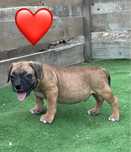 Mascul     amstaff