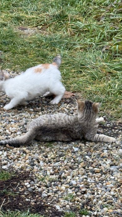 Pisici pentru adoptie