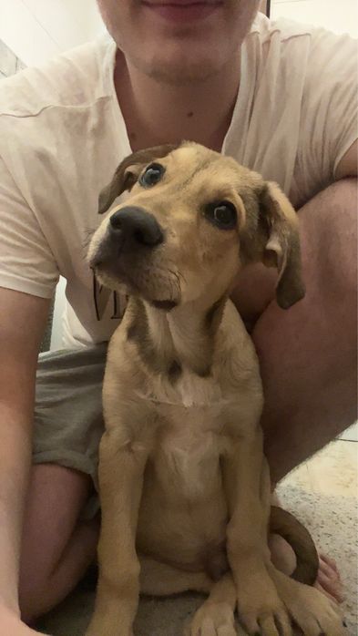 Cățel spre adoptie