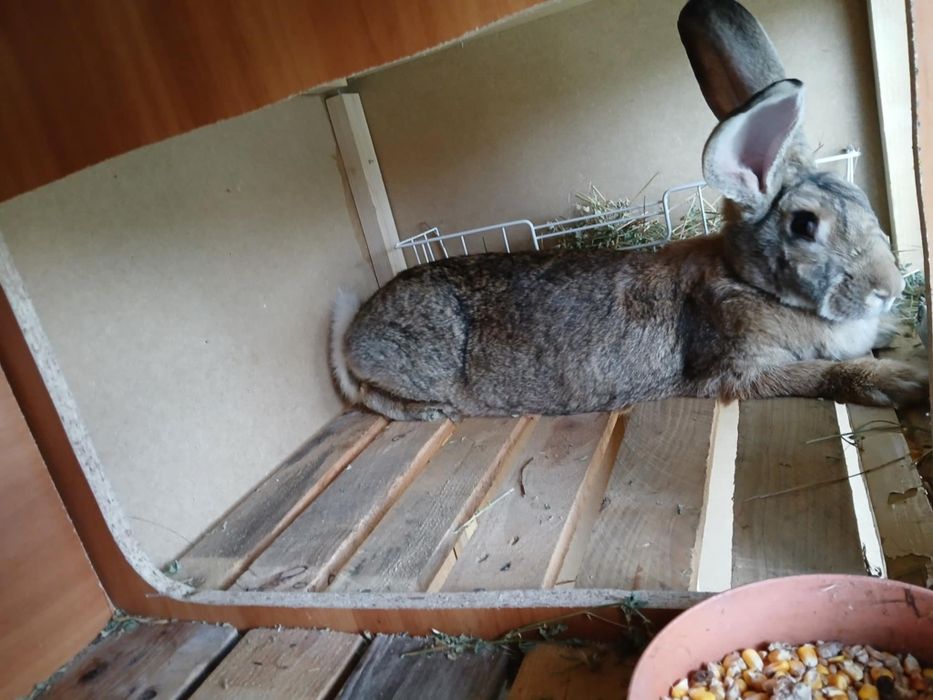 Vând iepuroaică Uriaș german