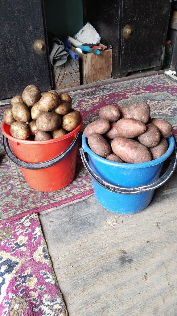 Продам картофель
