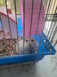 Donez hamster pitic siberian