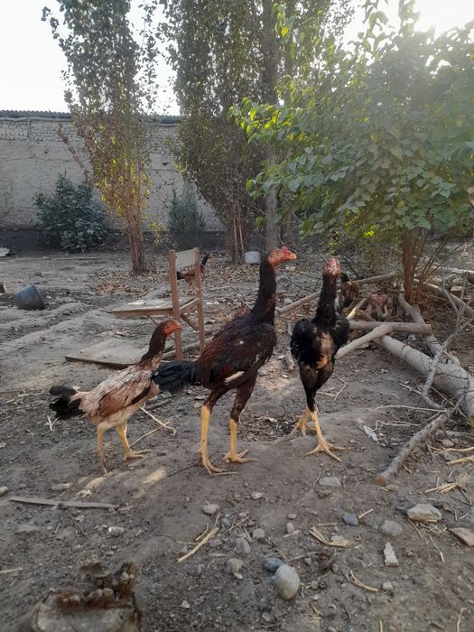 Dakang tovuq, jo'jalar.