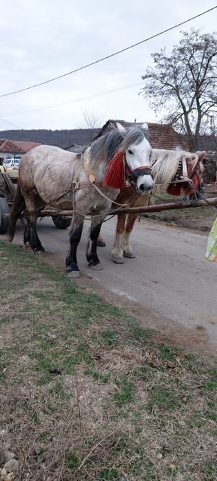 Vand iapa de 4 ani
