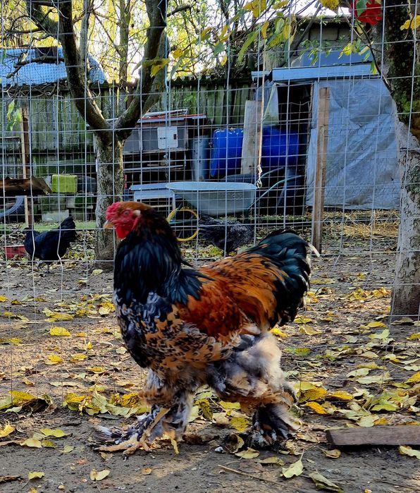 Cocoși brahma poțelan