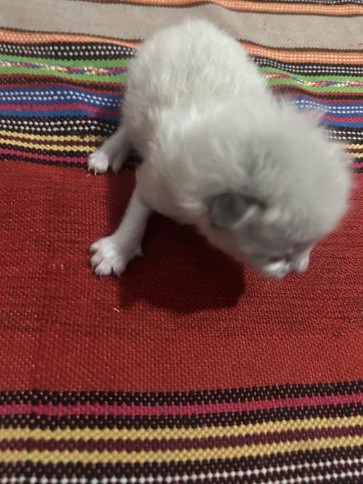 4 puiuti de pisica