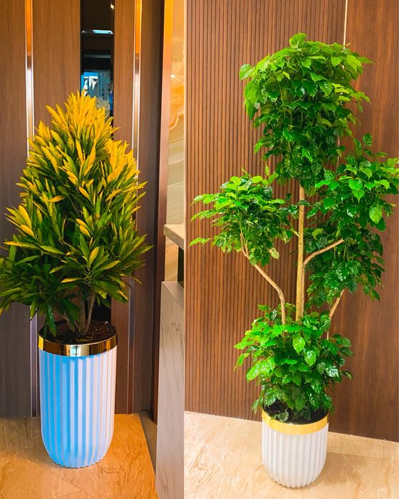 Оптом Офисные цветы, Хона гуллар Оптом, Ofis Gullari