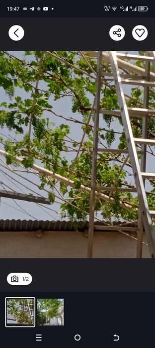 Savdonik Boğbon xizmati