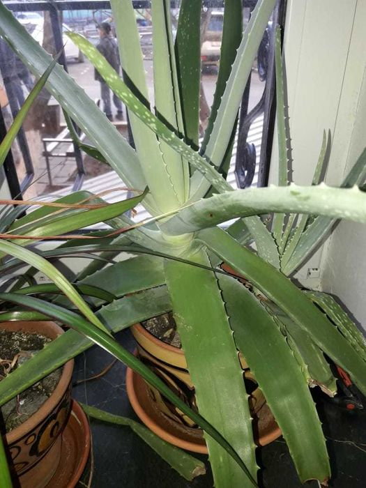 Продам Алое  5000тна лекарство