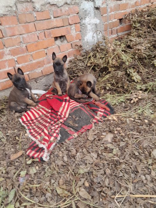 Белгийска овчарка