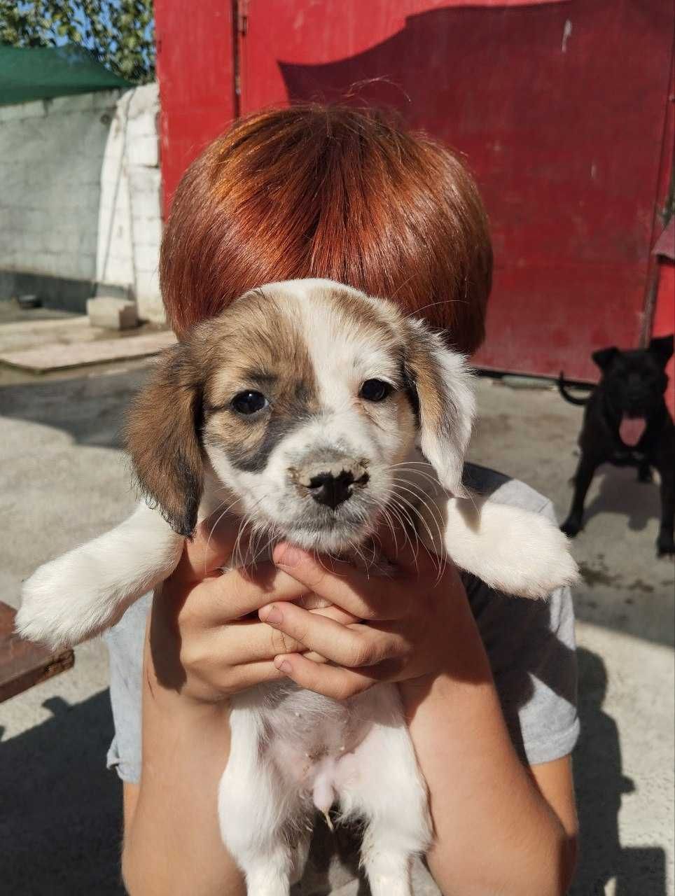 Отдам щенят бесплатно
