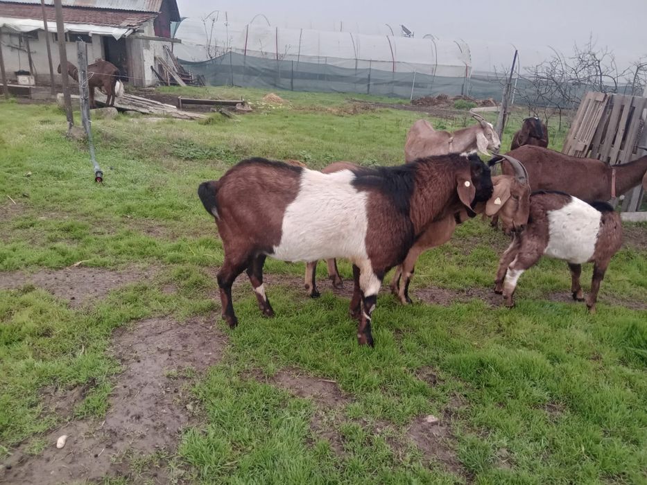 Țap Anglo-Nubian Certificat