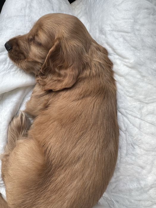 Кокер шпаньол бебенца