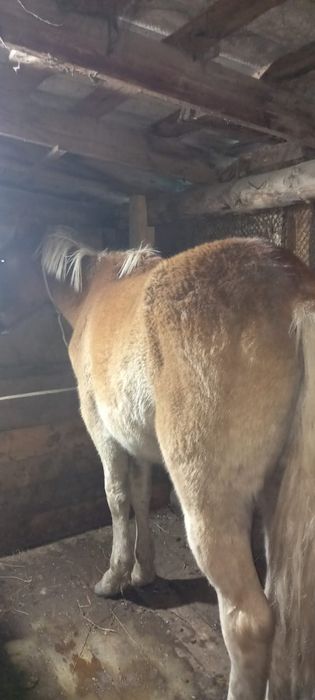 Продам тайчик стоит на откорме