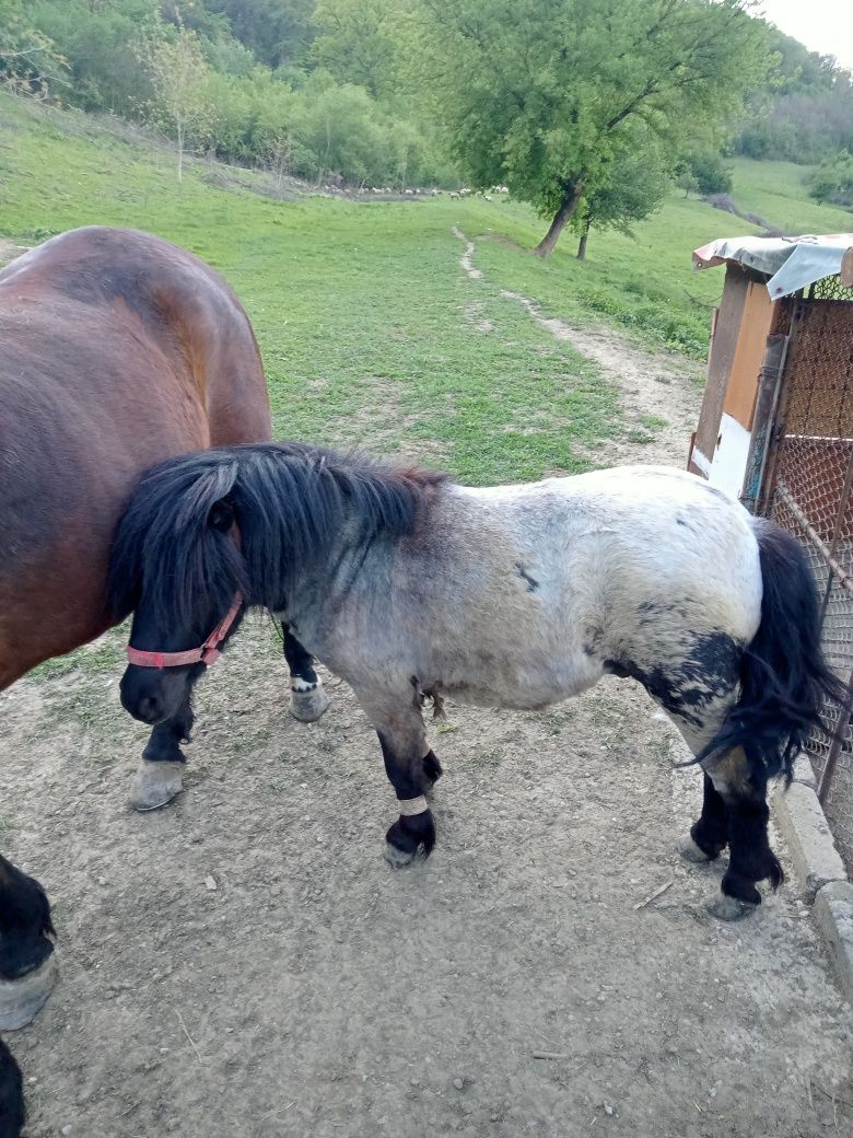 Vând Ponei castrat vârsta 3 ani
