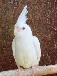 Nimfe albino,tineret 2024