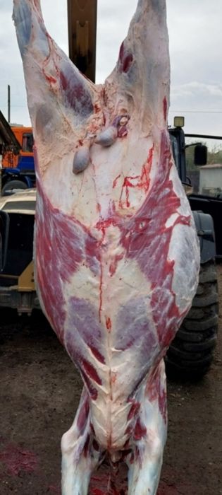 Viței// taurași/ viței