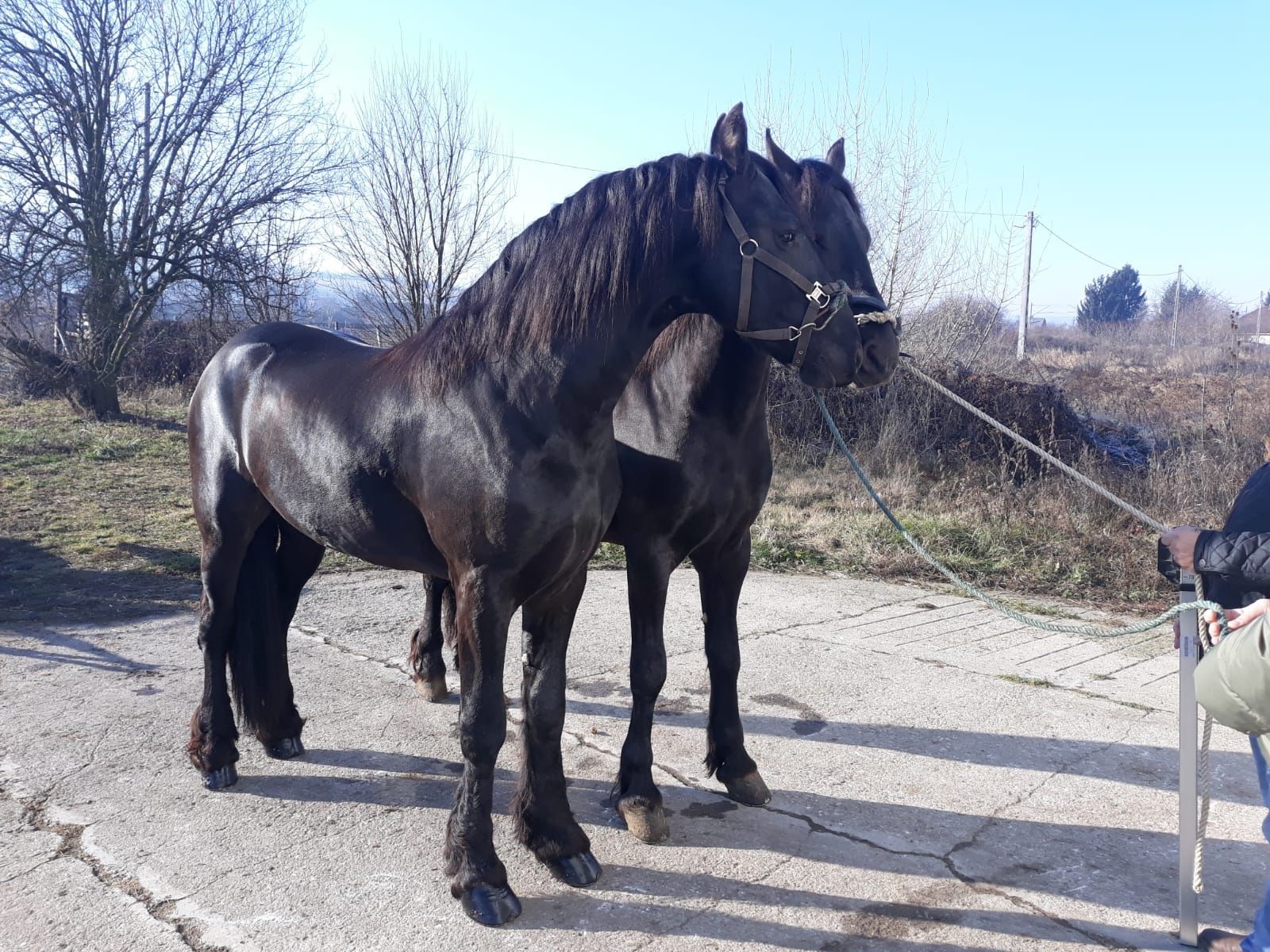 Schimb /Vând Frizieni armasari  iepe vanzare .