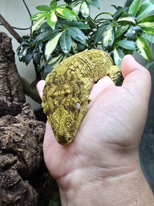 Rhacodactylus leachianus mount koghis