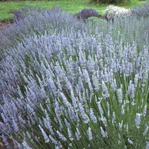 Butasi de lavanda soiul X Intermedia Provence