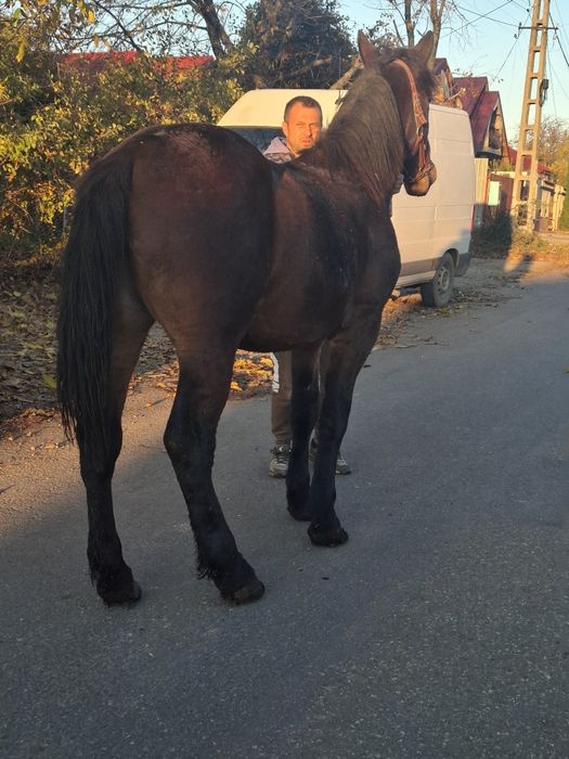 Vand o iapa de 2 ani