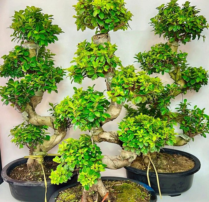 Фикус Бонсай 80-90 см