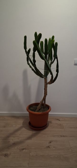 Cactus Euphorbia ingens