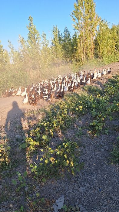 Урдак сирошни сотилади олайдиганларга арзон оптим нархларда