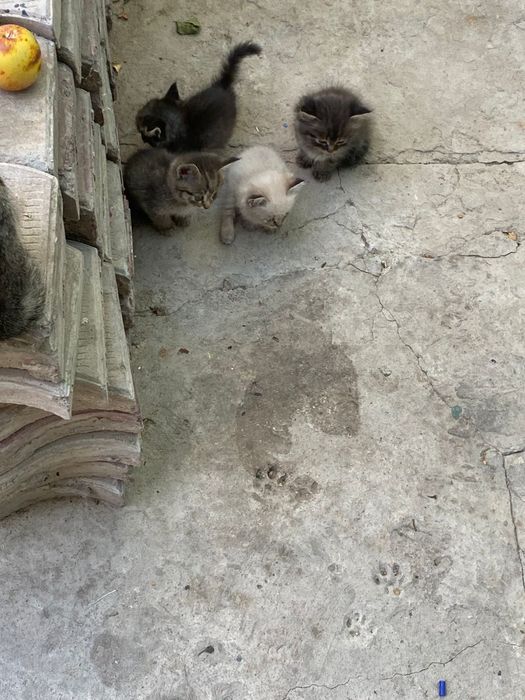 Добрые котята в добрые руки