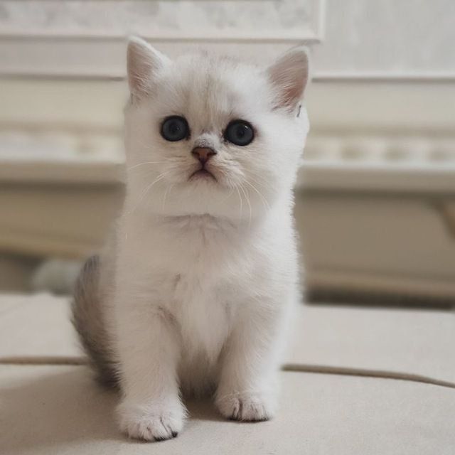 Вияска хизмати — Зотдор Бритиш Шиншилла эркак мушук