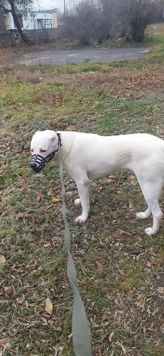 Алабай,сука, девочка 1.5 года