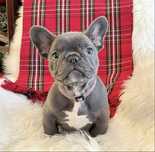 Femela bulldog francez
