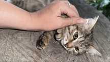 Отдам котят в хорошие руки