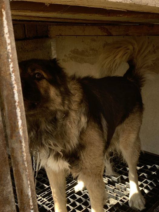 Sabaka ismi bato sabaka juda yuvosh erkag